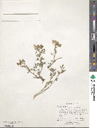 Medicago × varia image