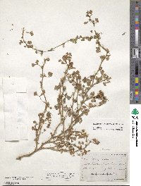 Medicago truncatula image