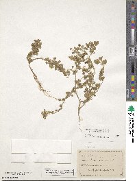 Medicago turbinata image