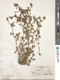 Medicago lupulina image