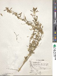 Medicago sativa image