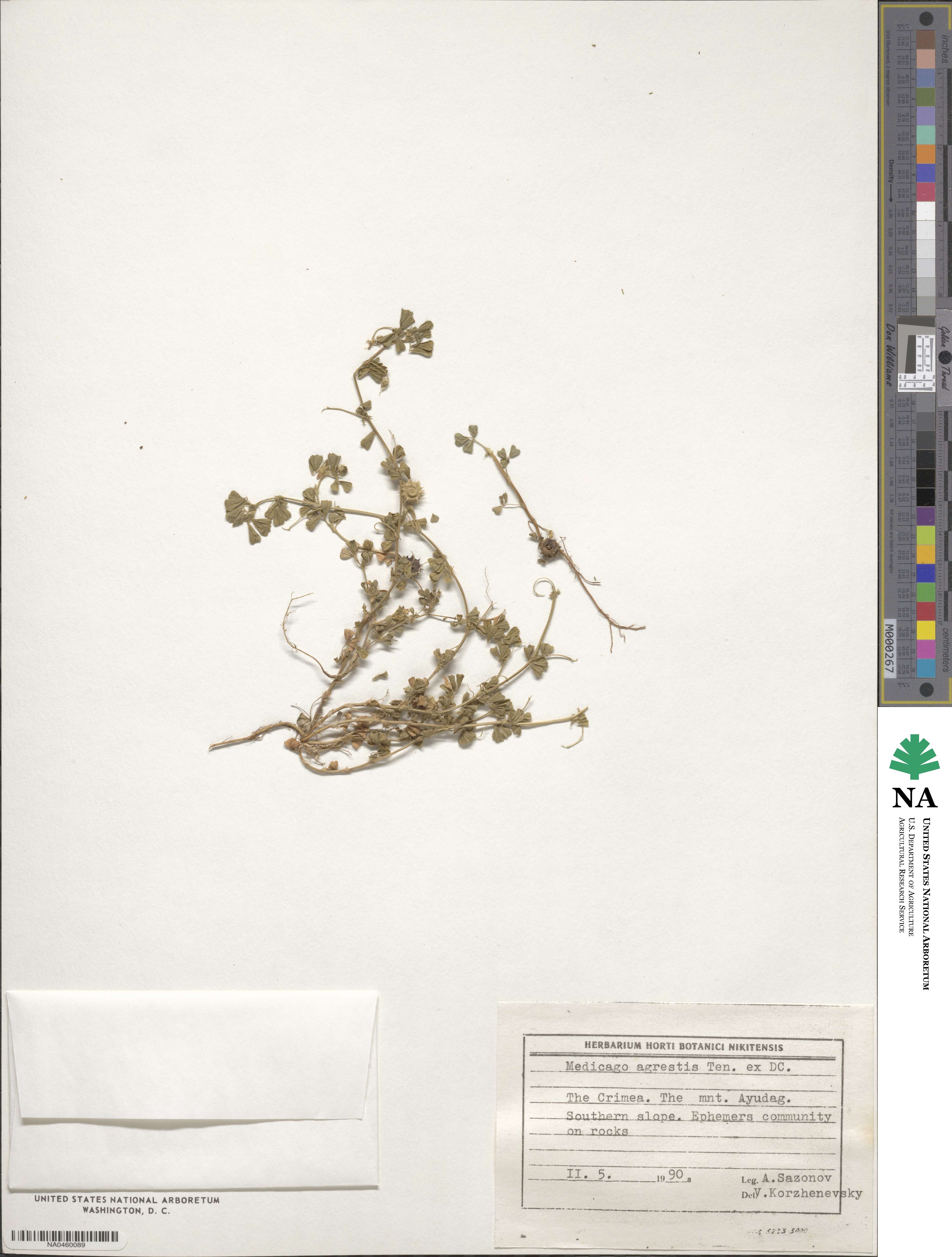 Medicago rigidula image