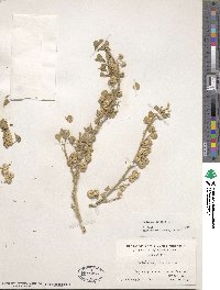 Medicago arborea image