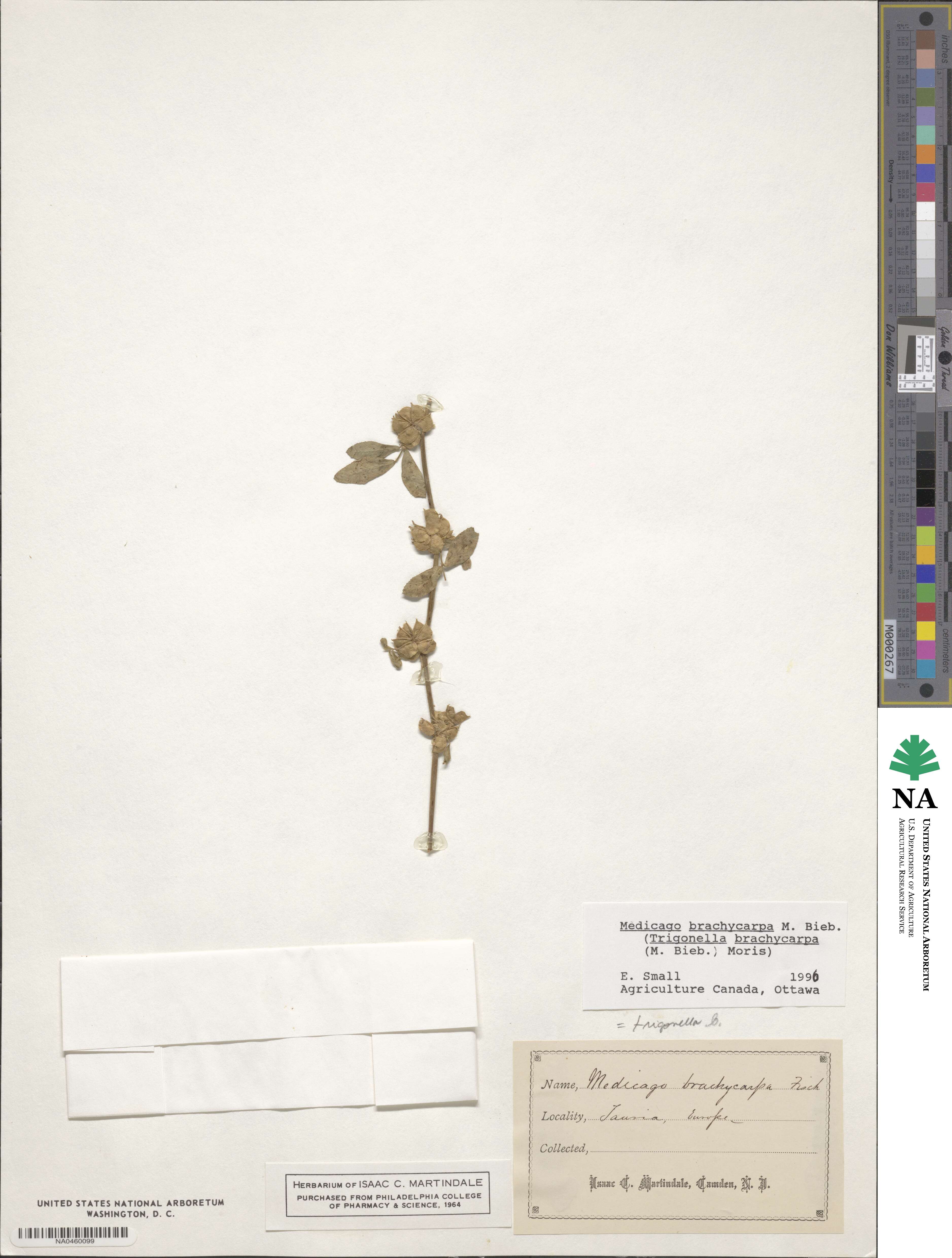 Medicago brachycarpa image