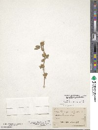 Medicago brachycarpa image