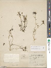 Medicago coronata image