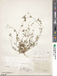 Medicago coronata image