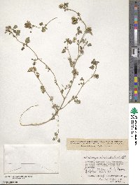 Medicago polymorpha image