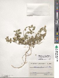 Medicago doliata image