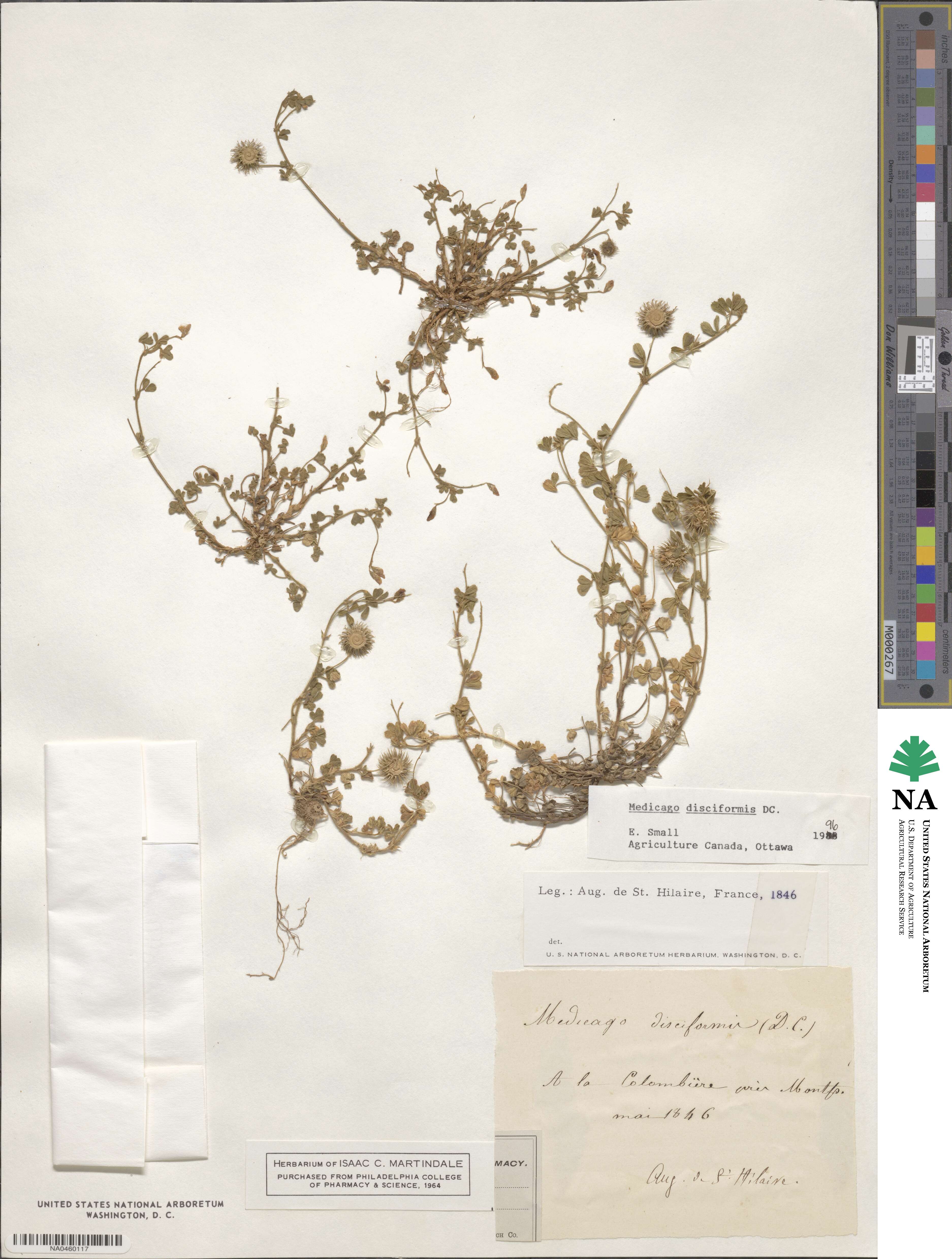 Medicago disciformis image