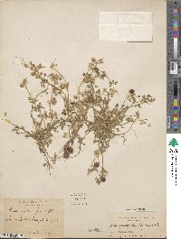 Medicago disciformis image