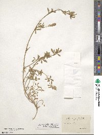 Medicago falcata image