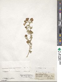 Medicago falcata image