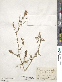 Medicago falcata image