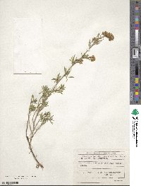 Medicago falcata image