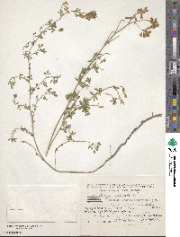 Medicago falcata image