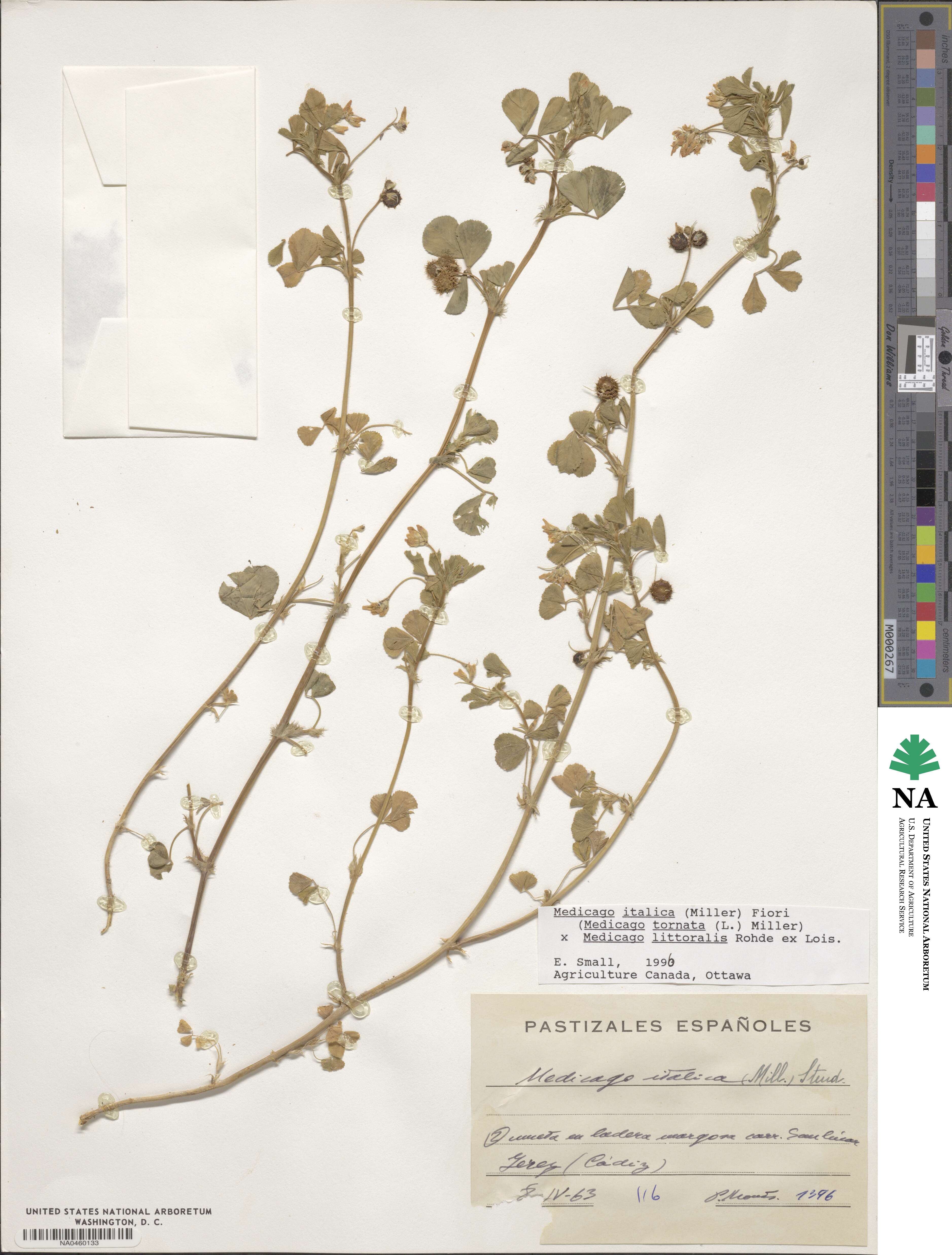 Medicago italica image