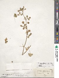 Medicago italica image