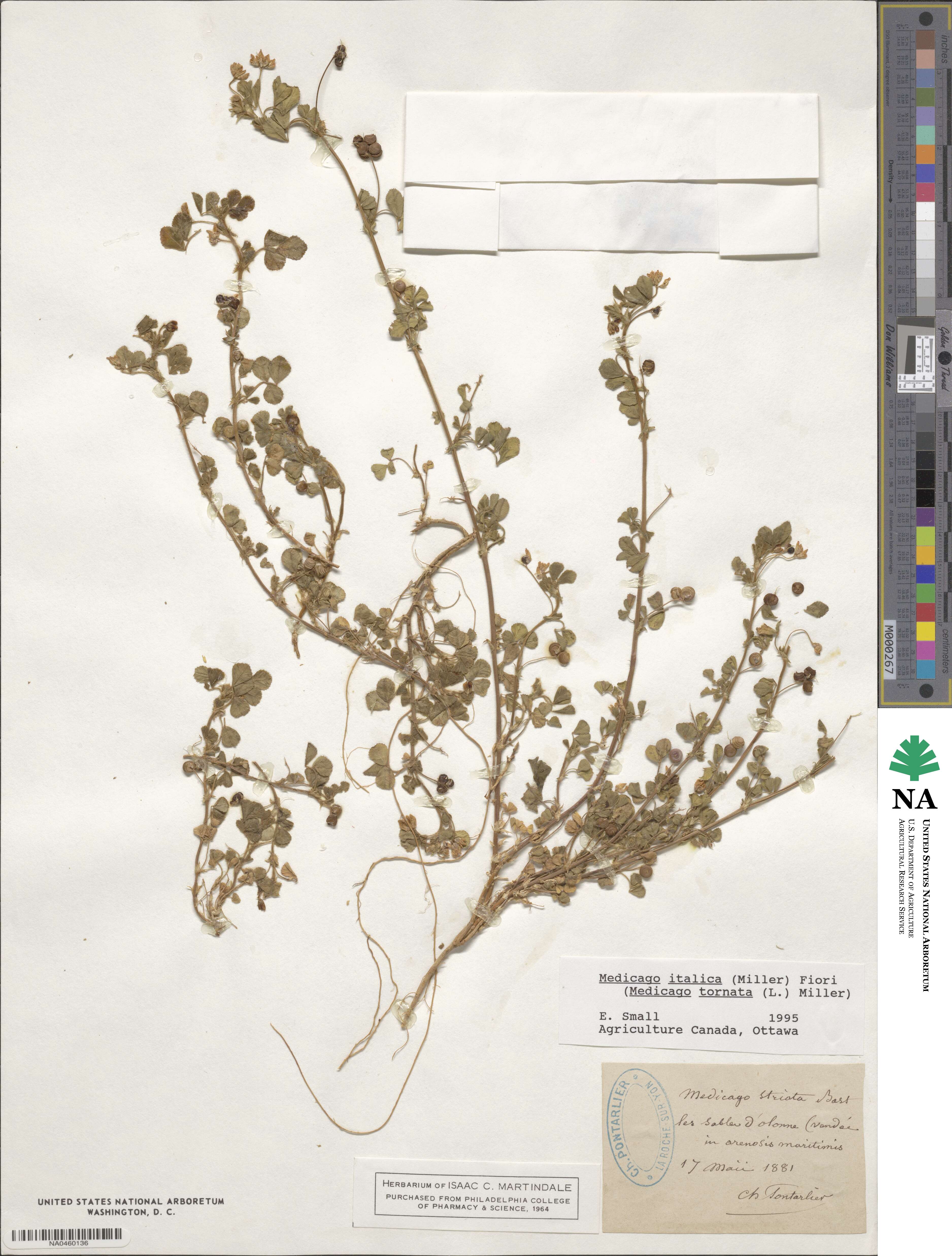 Medicago italica image