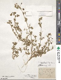 Medicago italica image