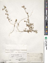 Medicago littoralis image