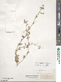 Medicago littoralis image