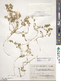 Medicago littoralis image