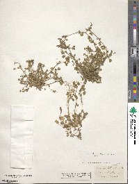 Medicago littoralis image