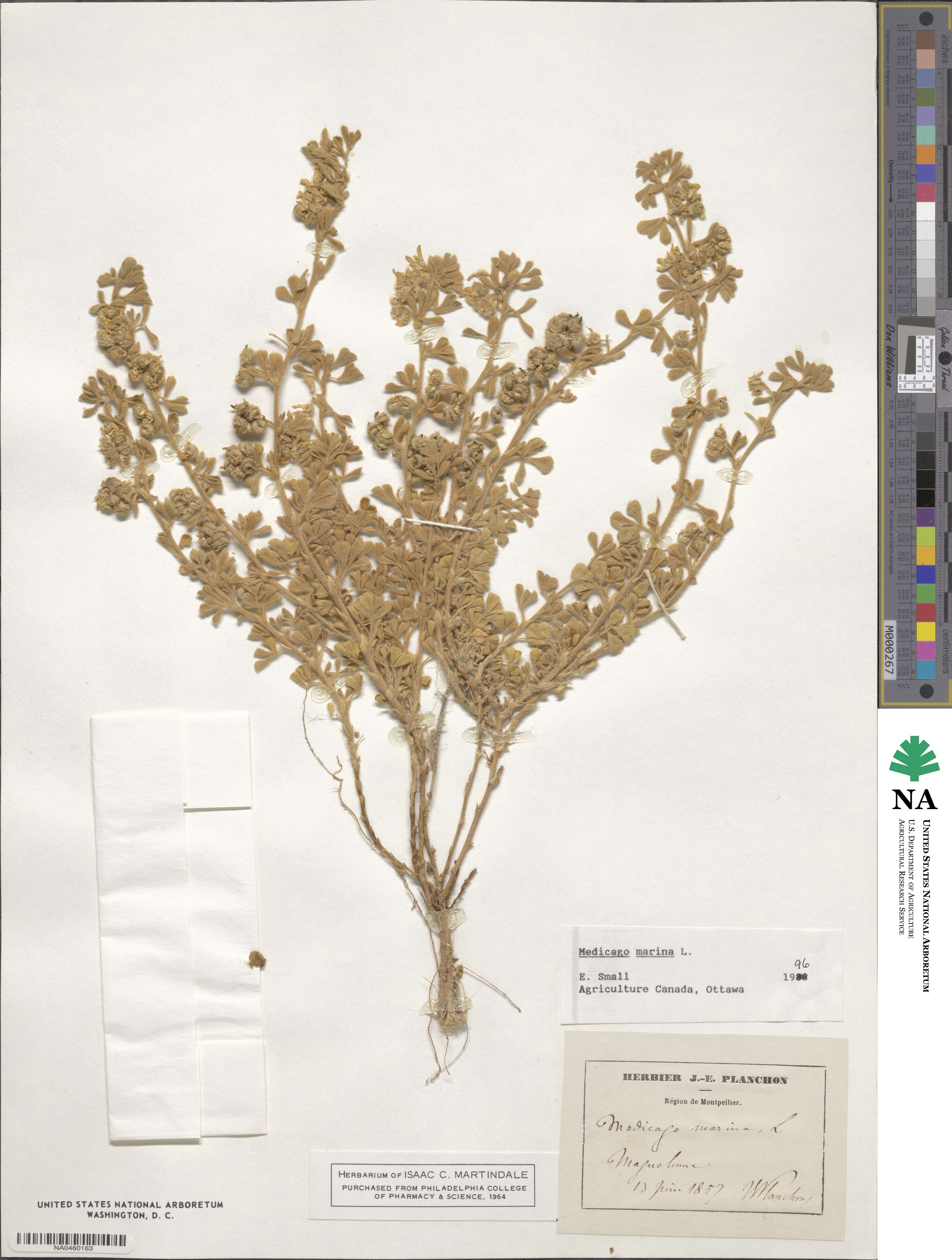 Medicago marina image