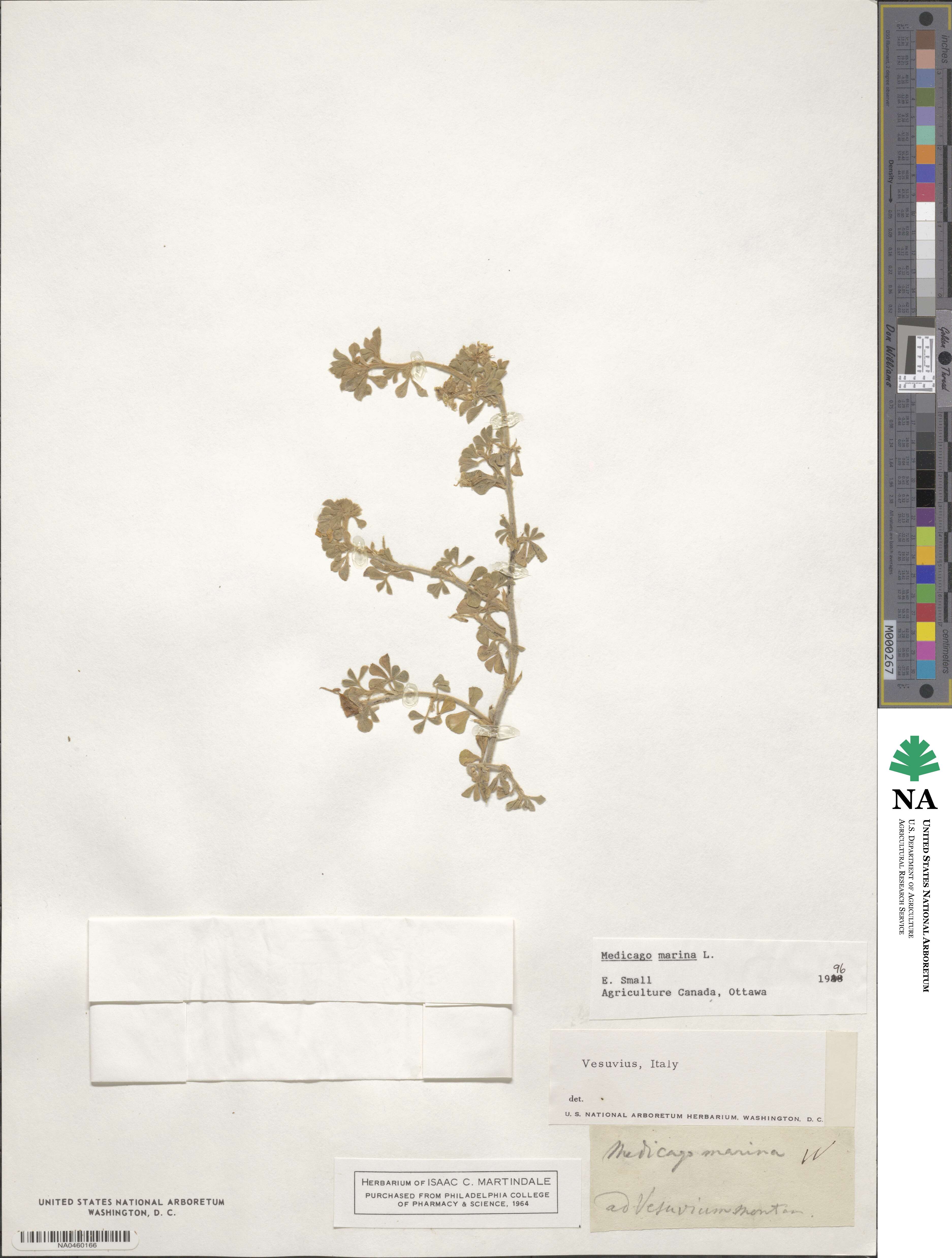 Medicago marina image