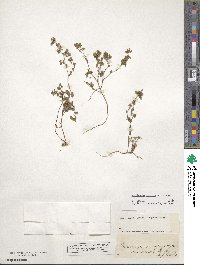 Medicago minima image