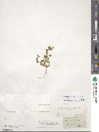 Medicago minima image