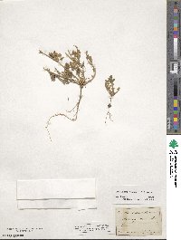 Medicago minima image