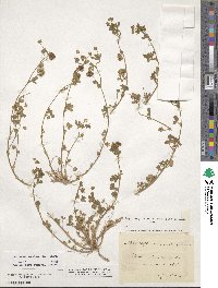 Medicago minima image