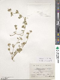 Medicago minima image