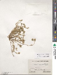 Medicago minima image