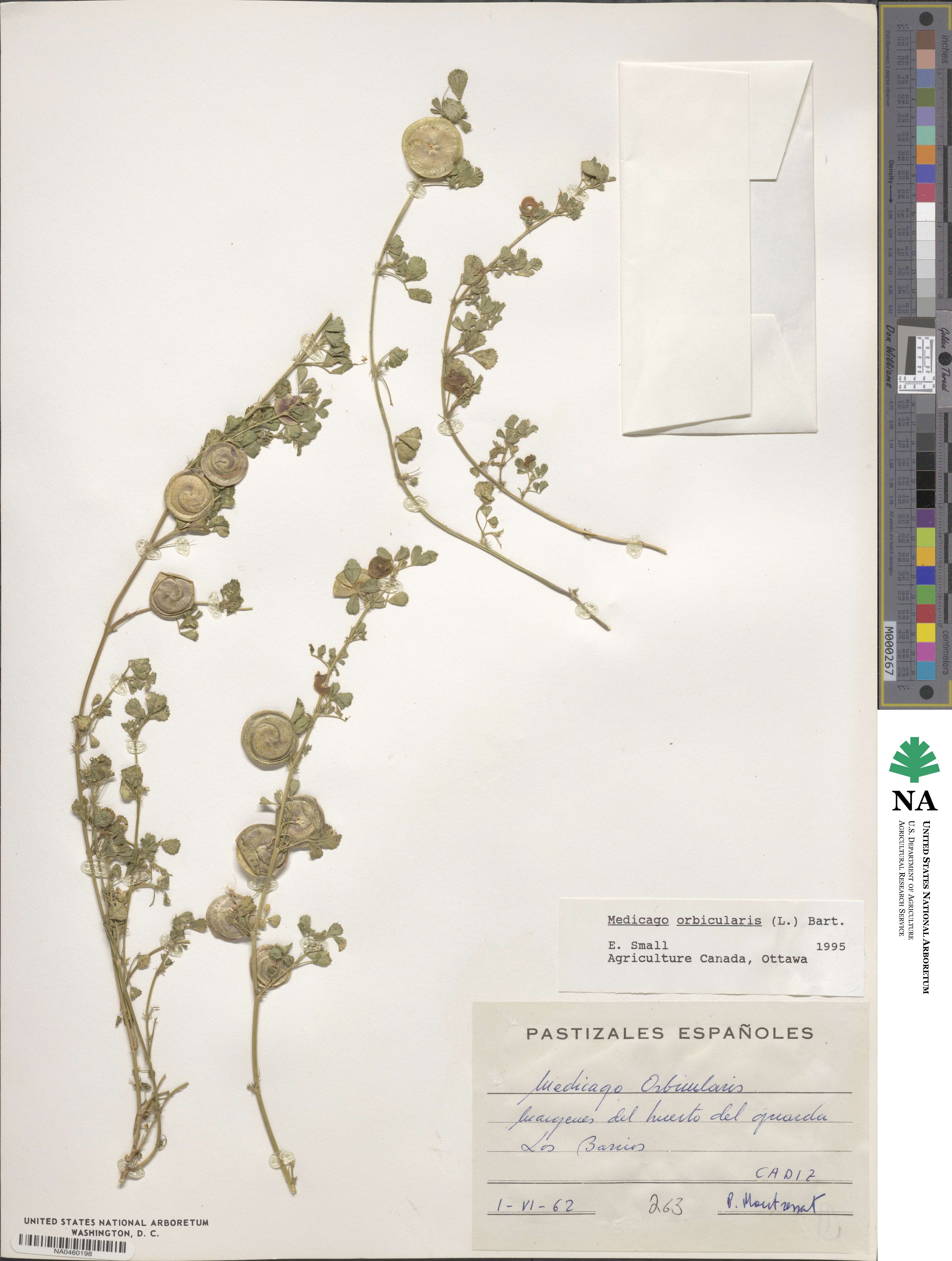 Medicago orbicularis image