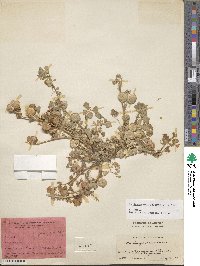 Medicago orbicularis image