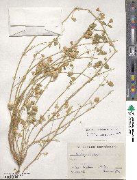 Medicago orbicularis image