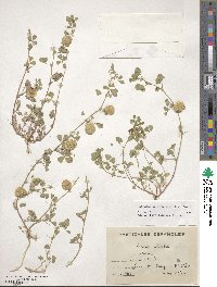 Medicago orbicularis image