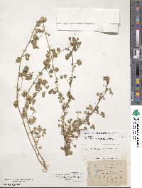 Medicago orbicularis image