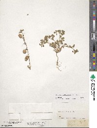 Medicago orbicularis image