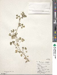 Medicago orbicularis image