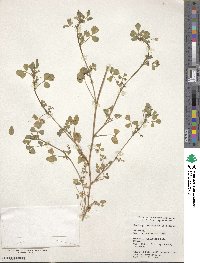 Medicago orbicularis image