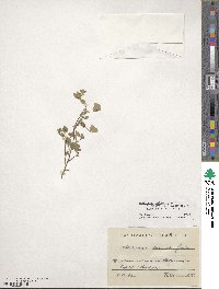 Medicago polymorpha image