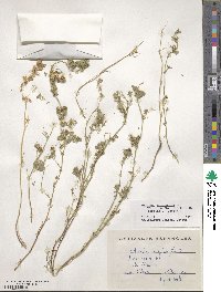 Medicago polymorpha image