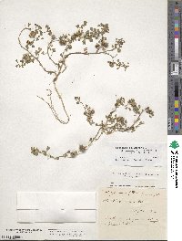 Medicago polymorpha image