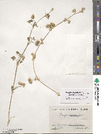 Medicago polymorpha image