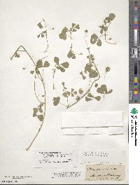 Medicago polymorpha image