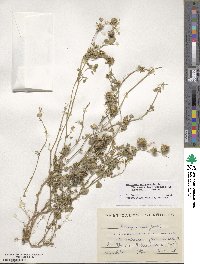 Medicago polymorpha image